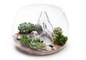 glass terrarium planters