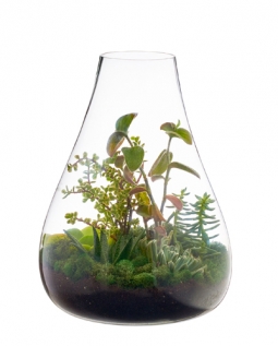 Biomorphic-Shaped Hand-Blown Glass Terrarium Large