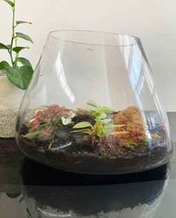 Biomorphic-Shaped Hand-Blown Glass Terrarium