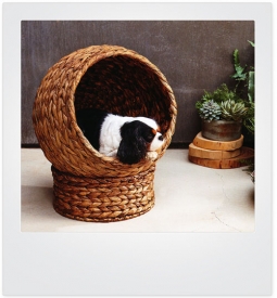 POOCH 2-pc round day lounge dog bed for small dogs