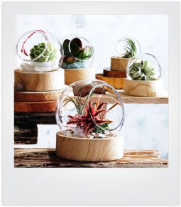 SPHERA 2-pc round glass terrarium